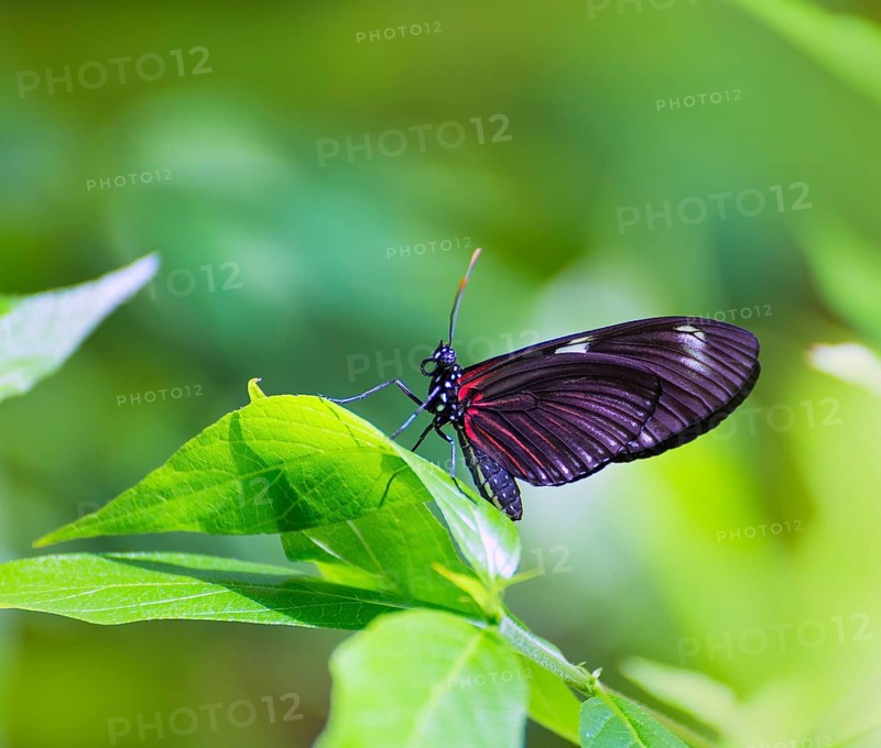 Red Postman butterfly Heliconius Erato Notabilis in green leaf outdoor
