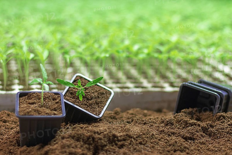 Potted seedlings growing. Small plant growing in clay pot on soil background. Selective focus