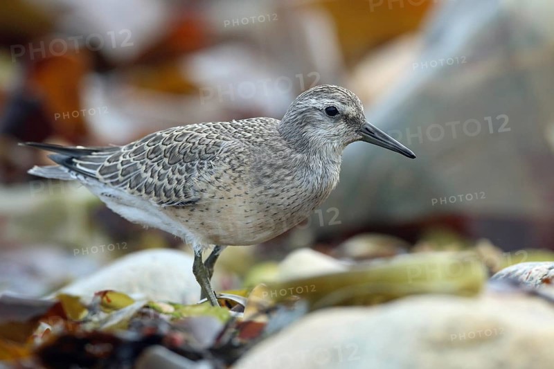 Knot, Calidris canutus