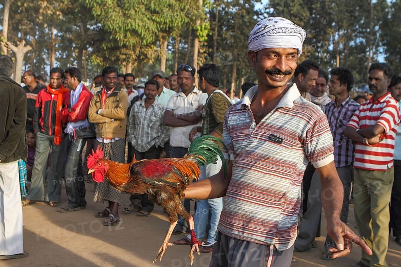 People betting in cock fighter, bastar, chhatisgarh, india, asia
