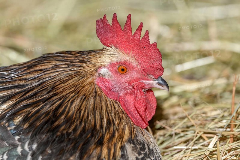 Farmyard rooster portrait with colorful plumage lying in the hay in the sun, free-range breeding in the open air. Bas-Rhin, Alsace, Grand Est, France, Europe