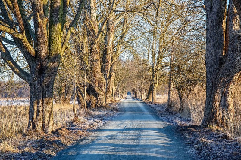 Path through an old avenue. Trees in a winter landscape with ice and frost in a nature reserve. Gravel road or dirt track at sunrise in Mönchbruch, Frankfurt, Germany, Europe