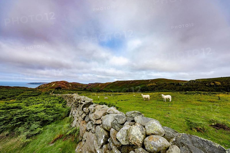 Hilly landscape with green meadows, sheep and stone wall, dry stone wall on the edge of Snowdonia National Park, Penmaenmawr, Dwygyfylchi, Caernarfonshire, Conwy County Borough, Wales, United Kingdom, Europe