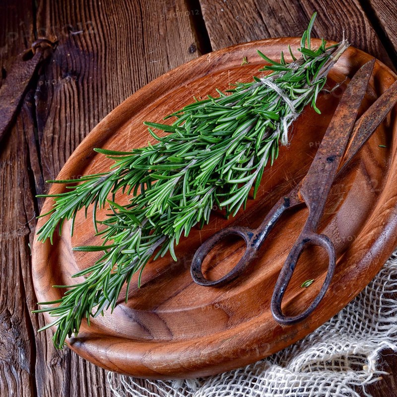 Rosmarin (Rosmarinus officinalis)