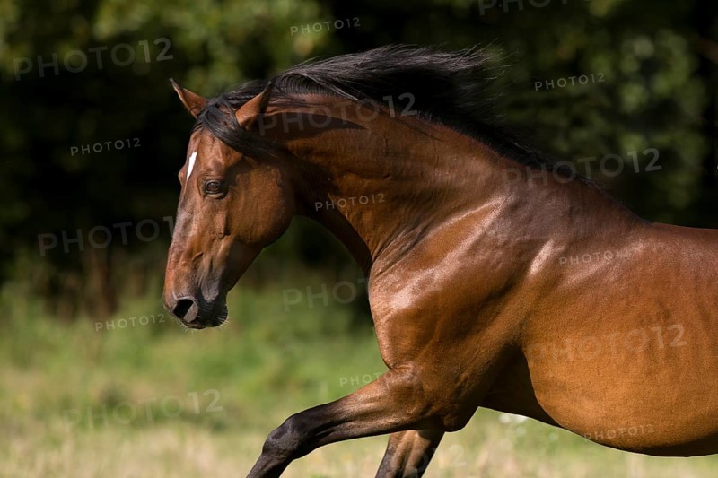 Brown Andalusian gelding galloping in the meadow, Germany, Europe