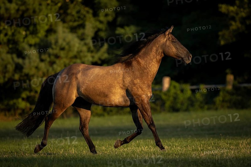 Quarter Horse mare in the evening light on the pasture, Austria, Europe
