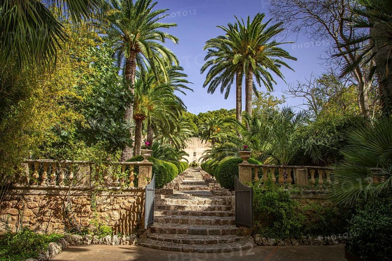 Mediterranean garden with palm trees and a stone staircase under a blue sky, Jardines de Alfabia, Bunyola, Majorca, Spain, Europe