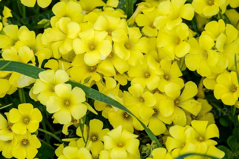 Vinagrillo flowers, Oxalis pes-caprae, orrellafuda, a Talayotic town, Ciutadella, Menorca, Balearic Islands, Spain, Europe
