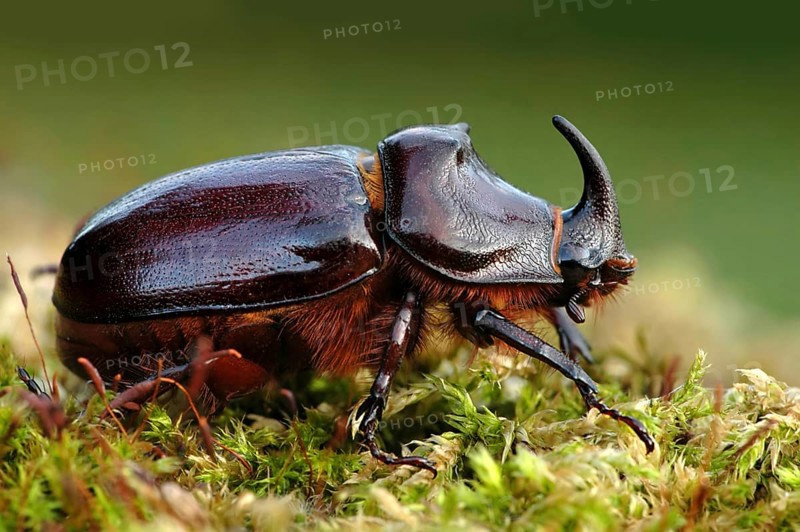 Rhinoceros beetle 1