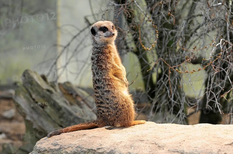 Meerkat standing on a rock, surrounded by vegetation, meerkat or suricate (Suricata suricatta), captive, occurring in southern Africa