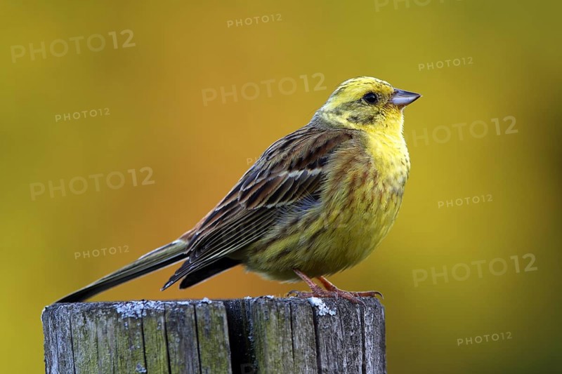 Yellowhammer, Emberiza citrinella, Yellowhammer