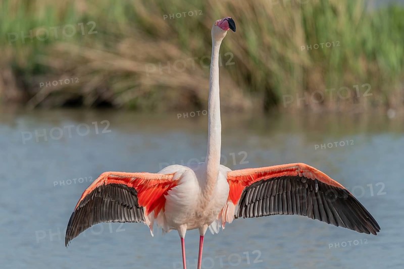 Greater Flamingo in courtship (Phoenicopterus roseus) in a swamp in spring. Saintes Maries de la Mer, Parc naturel regional de Camargue, Arles, Bouches du Rhone, Provence Alpes Cote d'Azur, France, Europe