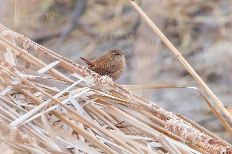 Wren bird on a branch (Troglodytes troglodytes) Wildlife. Eurasian wren