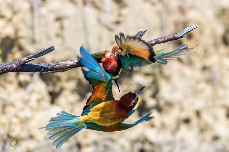European Bee Eater In Flight (Merops Apiaster)