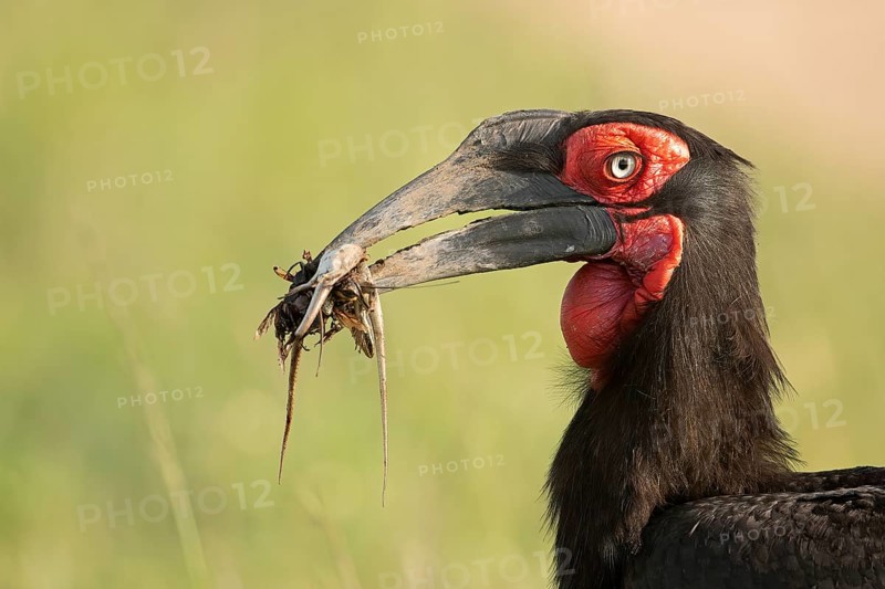 Close up of a Southern Ground Hornbill carrying snakes and other reptiles in the beak to the nest in Masai Mara Wildlife Refuge in Kenya
