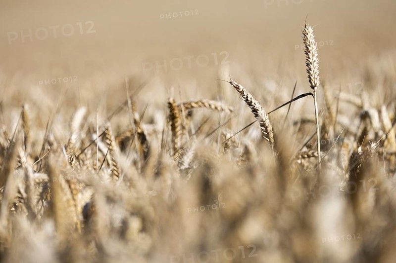 Ripe, golden ears of wheat stand close together in a sun-drenched cornfield, Coxhill, Shepherdswell, Dover, Kent, Great Britain