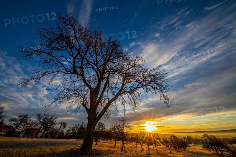 Sunrise, meadow orchard, winter