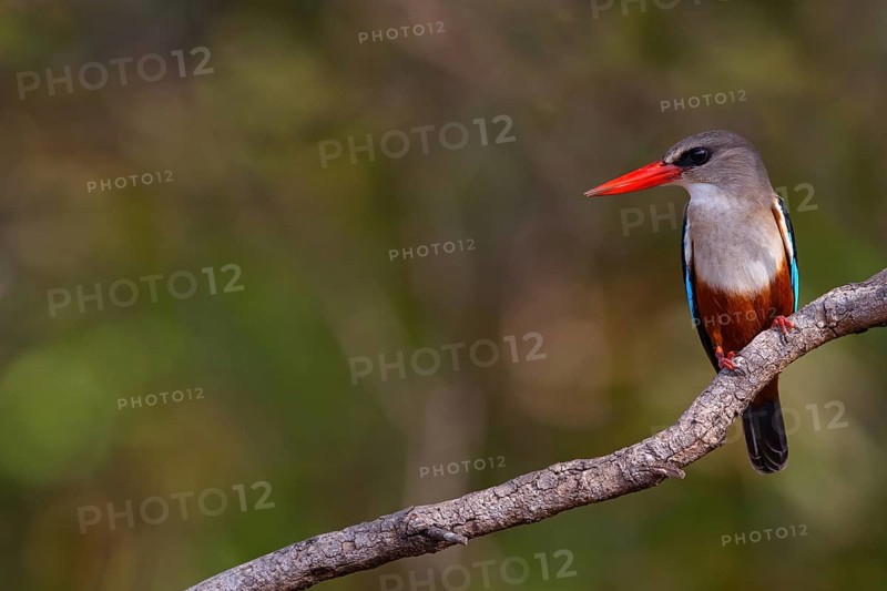 Grey-headed Kingfisher, Grey-headed Kingfisher, Tendaba camp / Tendaba photo hid, Kwinella, South Bank, Gambia, Africa