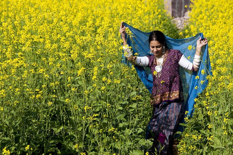 Rajasthani woman flying dupatta in Mustard crop at rajasthan India MR#786