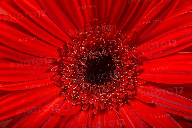 Red Gerbera flower blossom