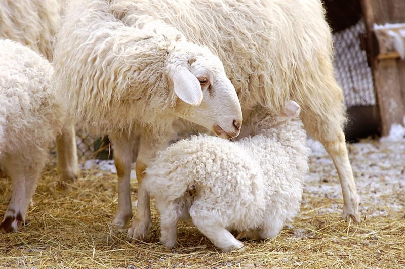 A female sheep feeds its suckling lamb