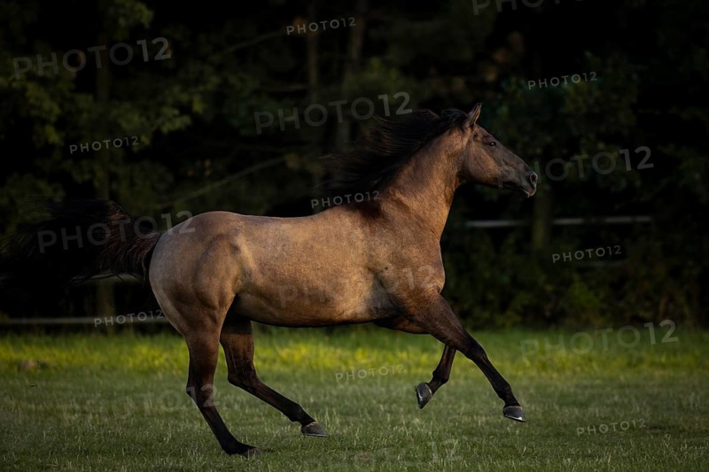 Quarter Horse mare galloping in the pasture, Austria, Europe
