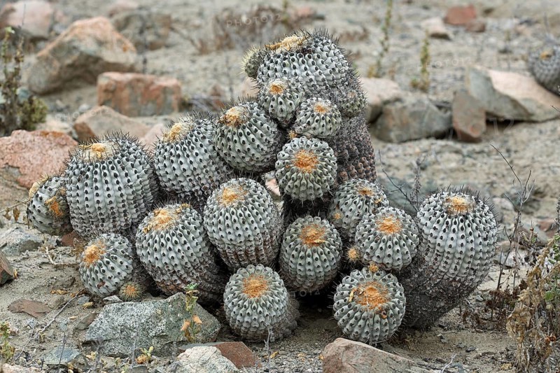 Copiapoa haseltoniana, cactus, Taltal, Chile, South America