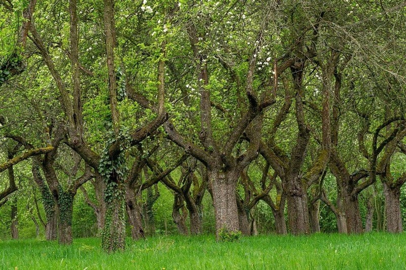 Cherry orchard. Tree trunk cherry in a row. Cherry trees alley