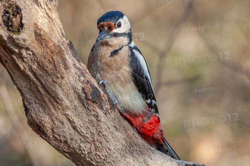 Great Spotted Woodpecker (Dendrocopos major) on a branch in the forest. Bas-Rhin, Alsace, Grand Est, France, Europe