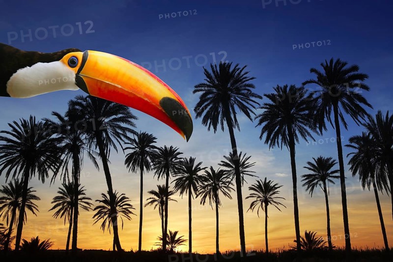 Toco toucan bird from Brazil in tropical palm tree sunset sky