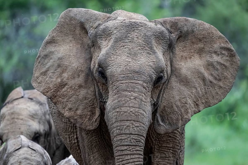Elephant (Loxodonta africana), Qwabi Private Game Reserve, Biosphere Reserve, Limpopo, South Africa, Africa