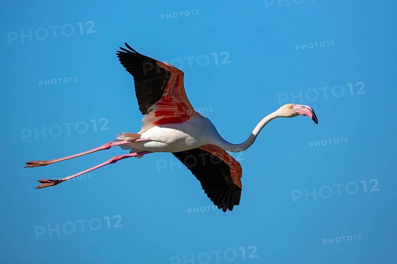 Pink flamingo, Phoenicopterus roseus, flies, Camargue, France, Europe