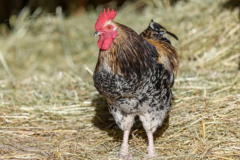 Free-ranging barnyard rooster with colorful plumage, outdoor breeding. Bas-Rhin, Collectivite europeenne d'Alsace, Grand Est, France, Europe