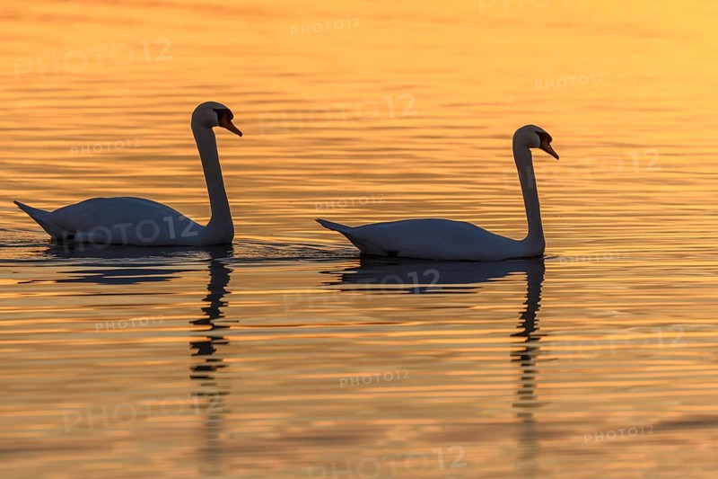 Mute swan (Cygnus olor) silhouette in the water at sunset. Bas-Rhin, Alsace, Grand Est, France, Europe