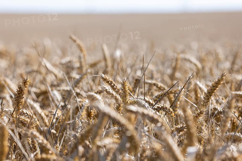 Wide wheat field with golden shining ears in summer atmosphere, Coxhill, Shepherdswell, Dover, Kent, Great Britain