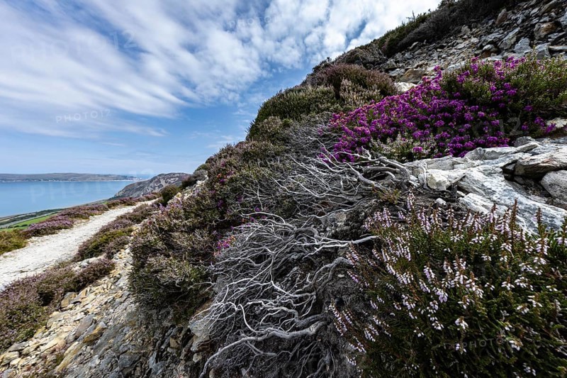 Rocky landscape with purple flowering heather (Erica) and steep cliffs by the sea in sunshine on the edge of Snowdonia National Park, Penmaenmawr, Dwygyfylchi, Caernarfonshire, Conwy County Borough, Wales, United Kingdom, Europe