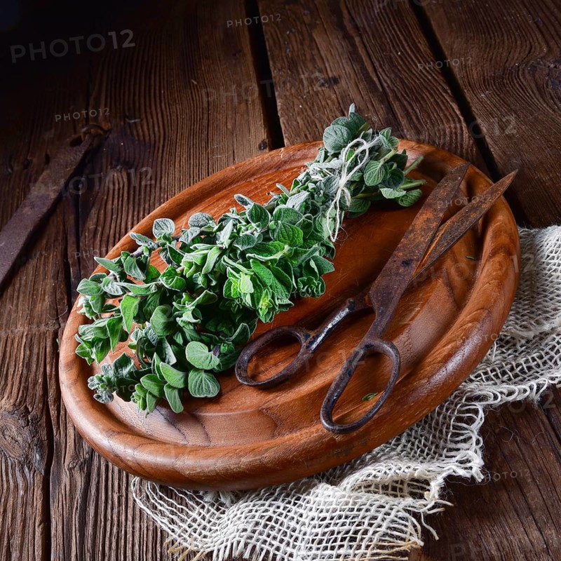 Aromatic oregano (Origanum vulgare)
