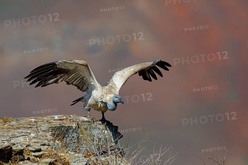 Cape Vulture, also cape griffon (Gyps coprotheres), Giant's Castle Hide, KwaZulu-Natal, South Africa, Africa
