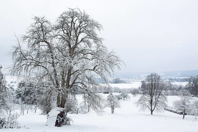 Orchard meadow, winter, snow