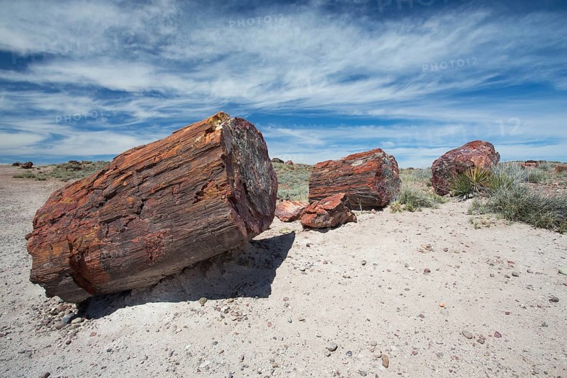 Petrified trees, Petrified Forest National Park, Arizona, USA, North America