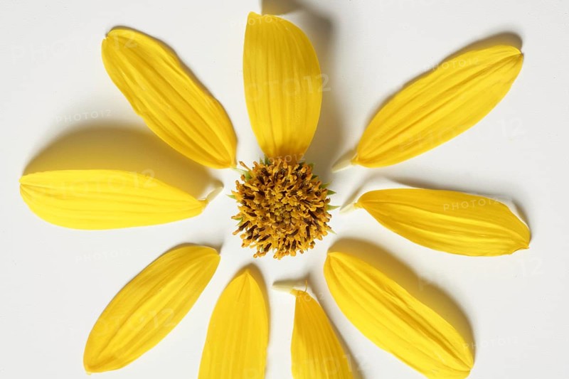 Daisy yellow vivid color flower, macro studio shot