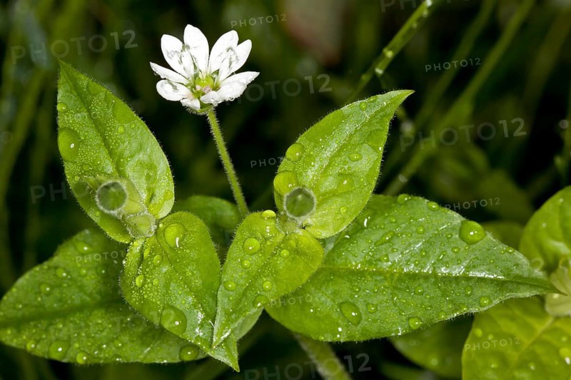 Moehringia trinervia, Moehringia trinervia, Three-nerved Sandwort