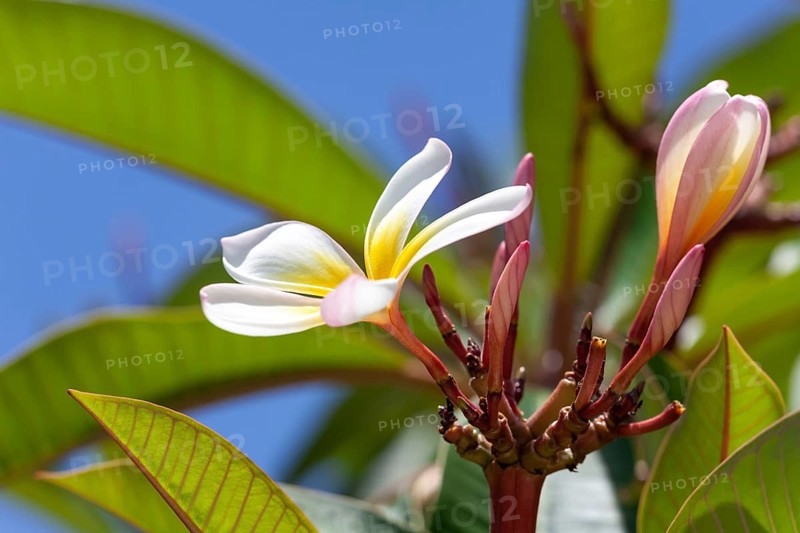 An image of a white and yellow frangipani flower