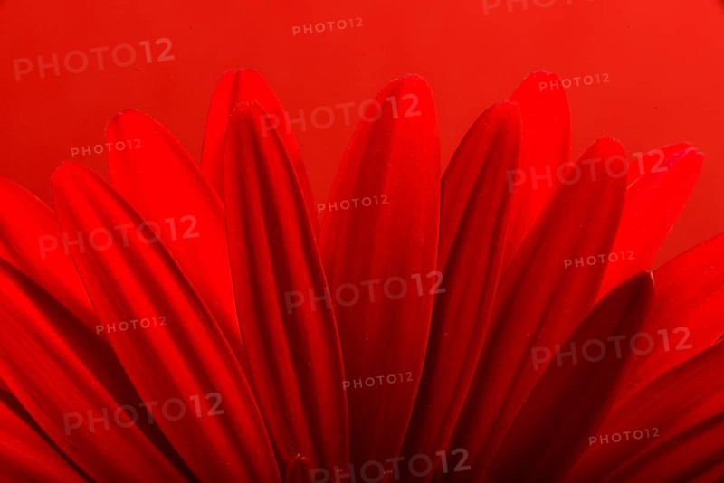 Red Gerbera flower blossom