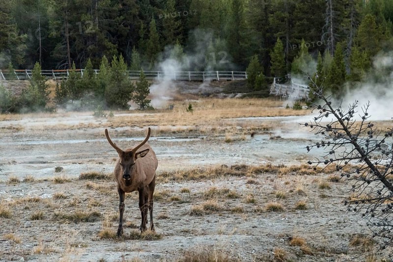 A lonely mule deer grazing in between a mud pot field in the Yellowstone NP, USA, North America