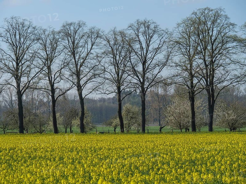 Rapeseed field in front of a row of bare trees in a sunny spring sky, metelen, westphalia, germany