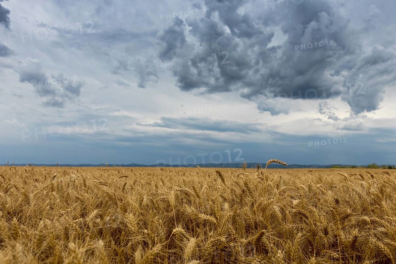 Golden wheat field and Storm clouds
