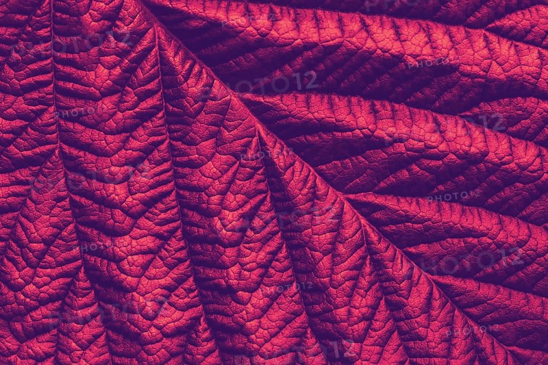 Rich maroon macro leaf texture, abstract floral background