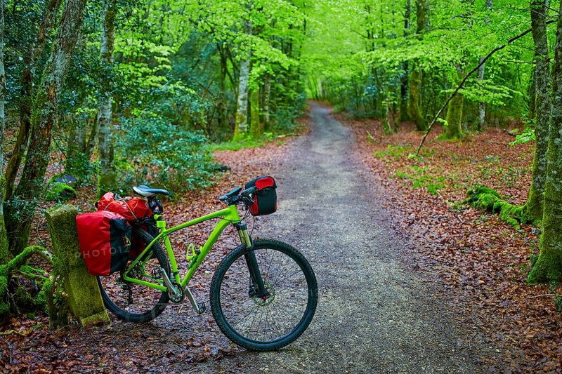 Roncesvalles beech begin of Way of Sain James biking in Navarra Pyrenees