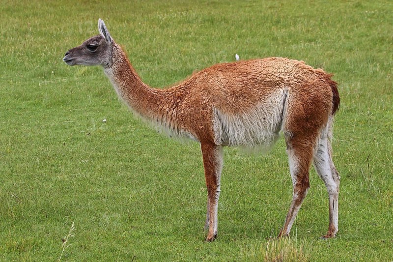 Guanaco, Chile, South America